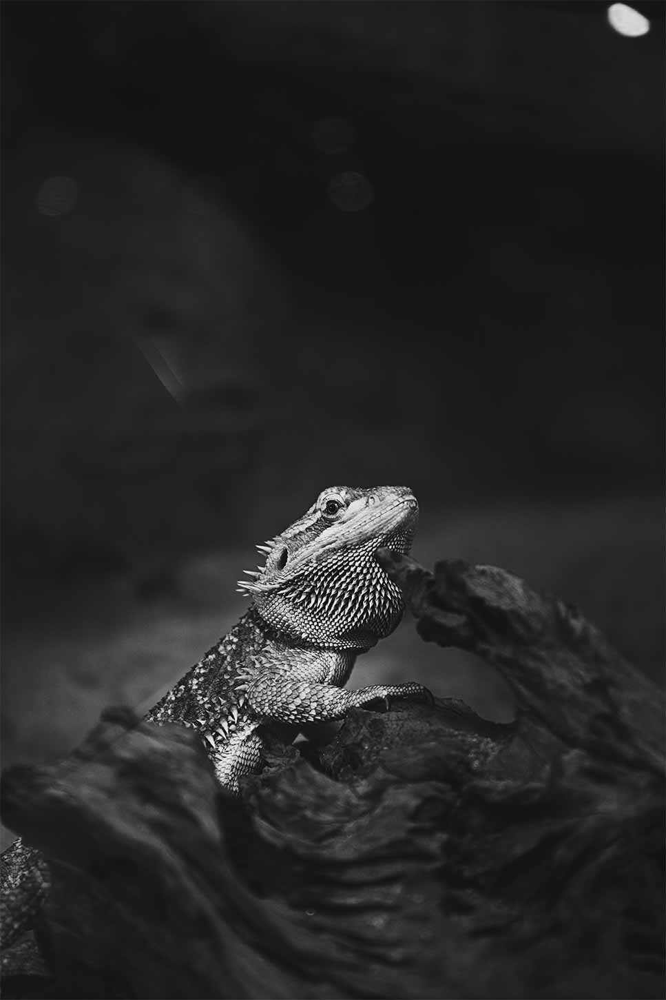 Magna Draconis