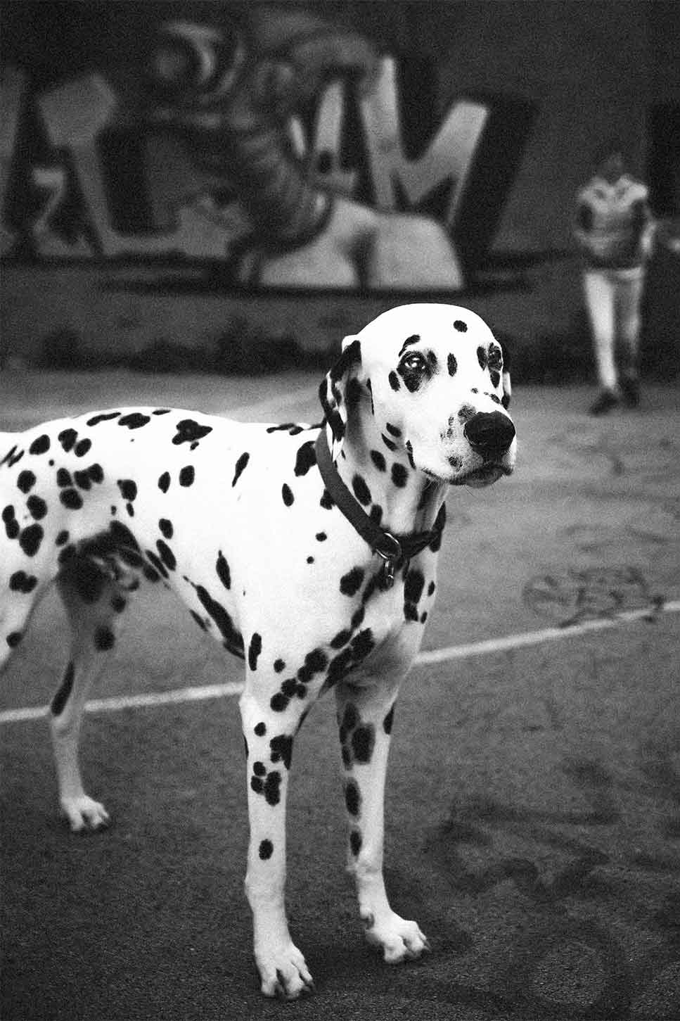 Who’s a Good Boy?